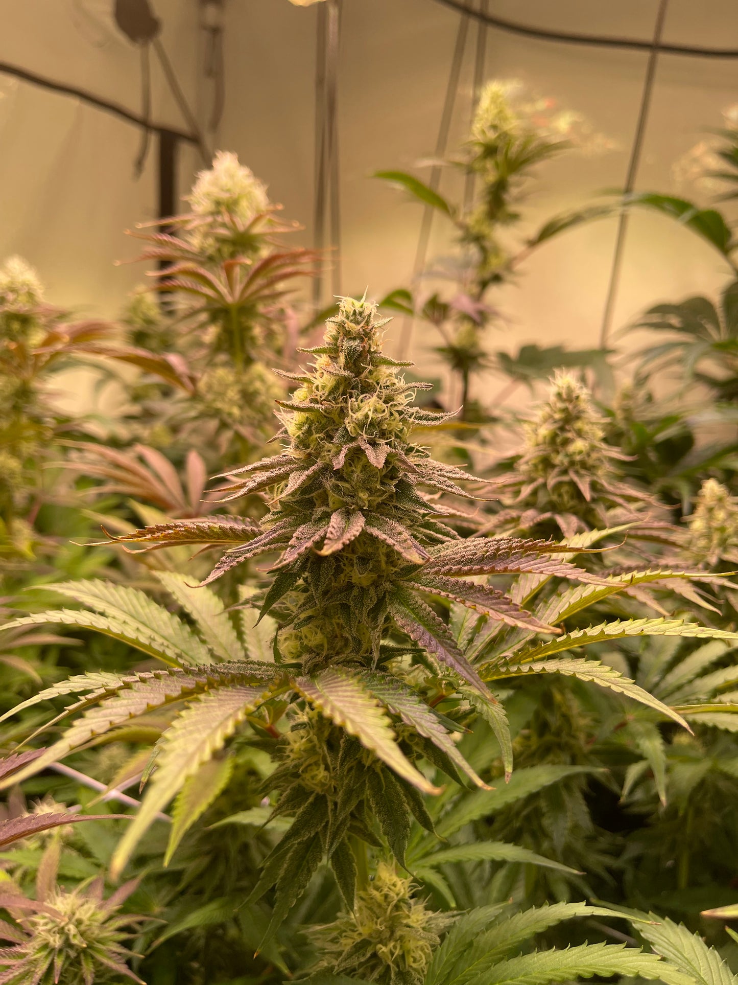 Sticky Diesel Melon