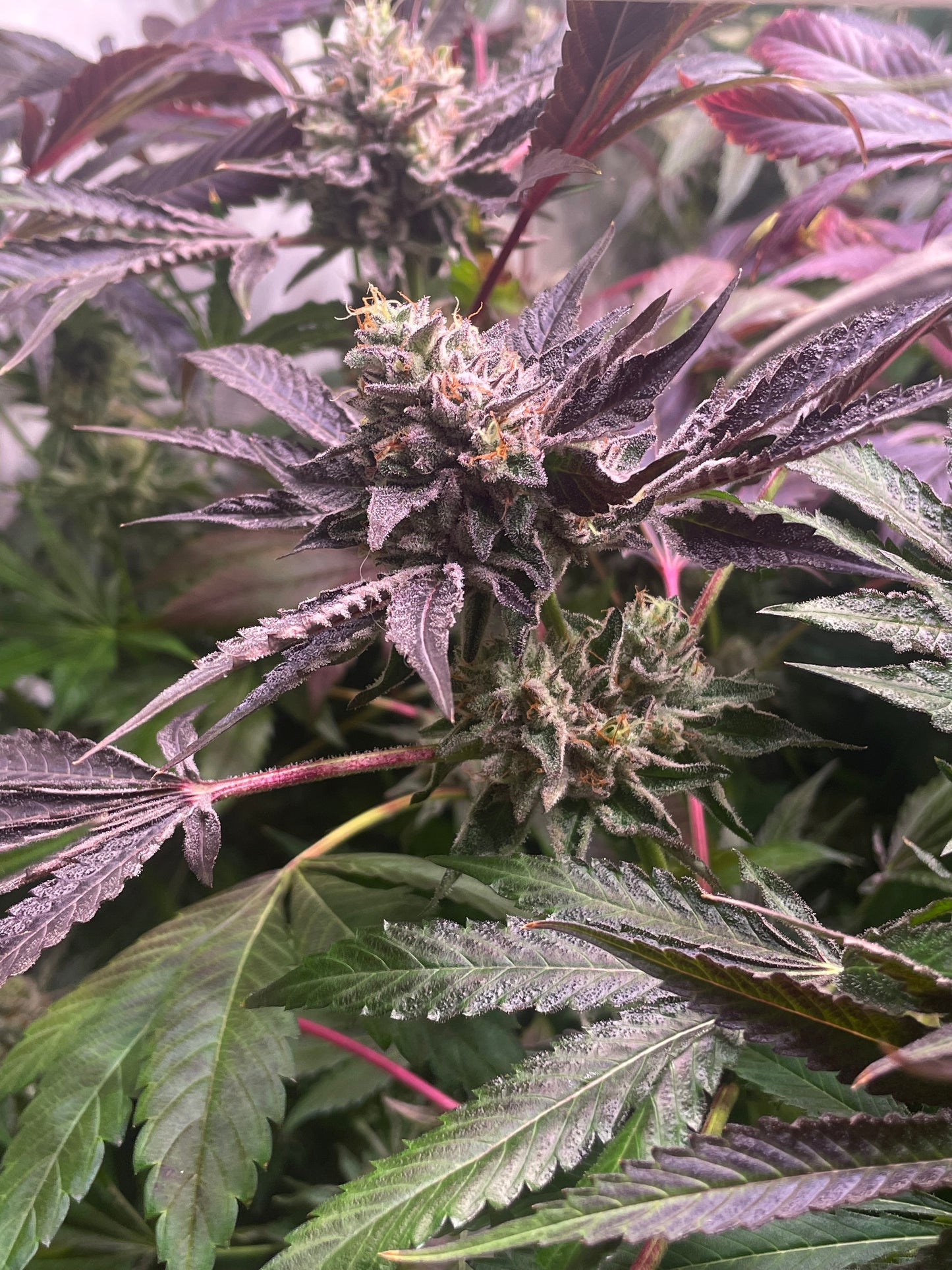 Blackberry Gelatto