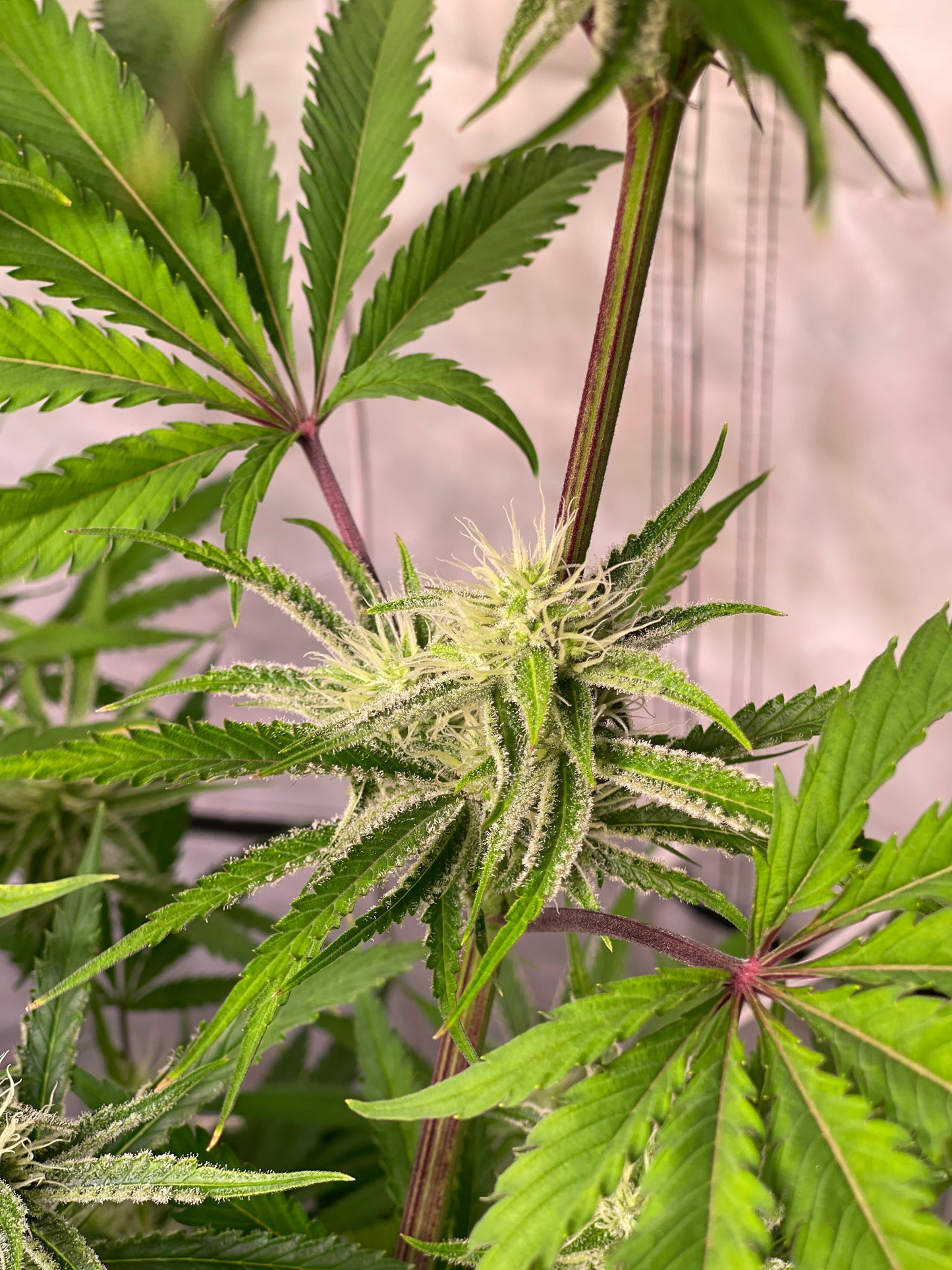 Cherry Cake Auto