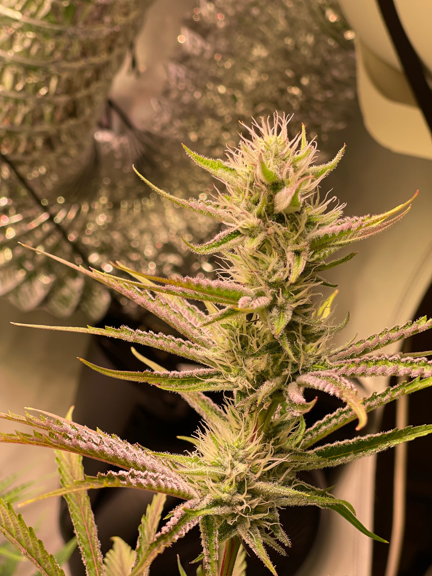Sticky Diesel Melon