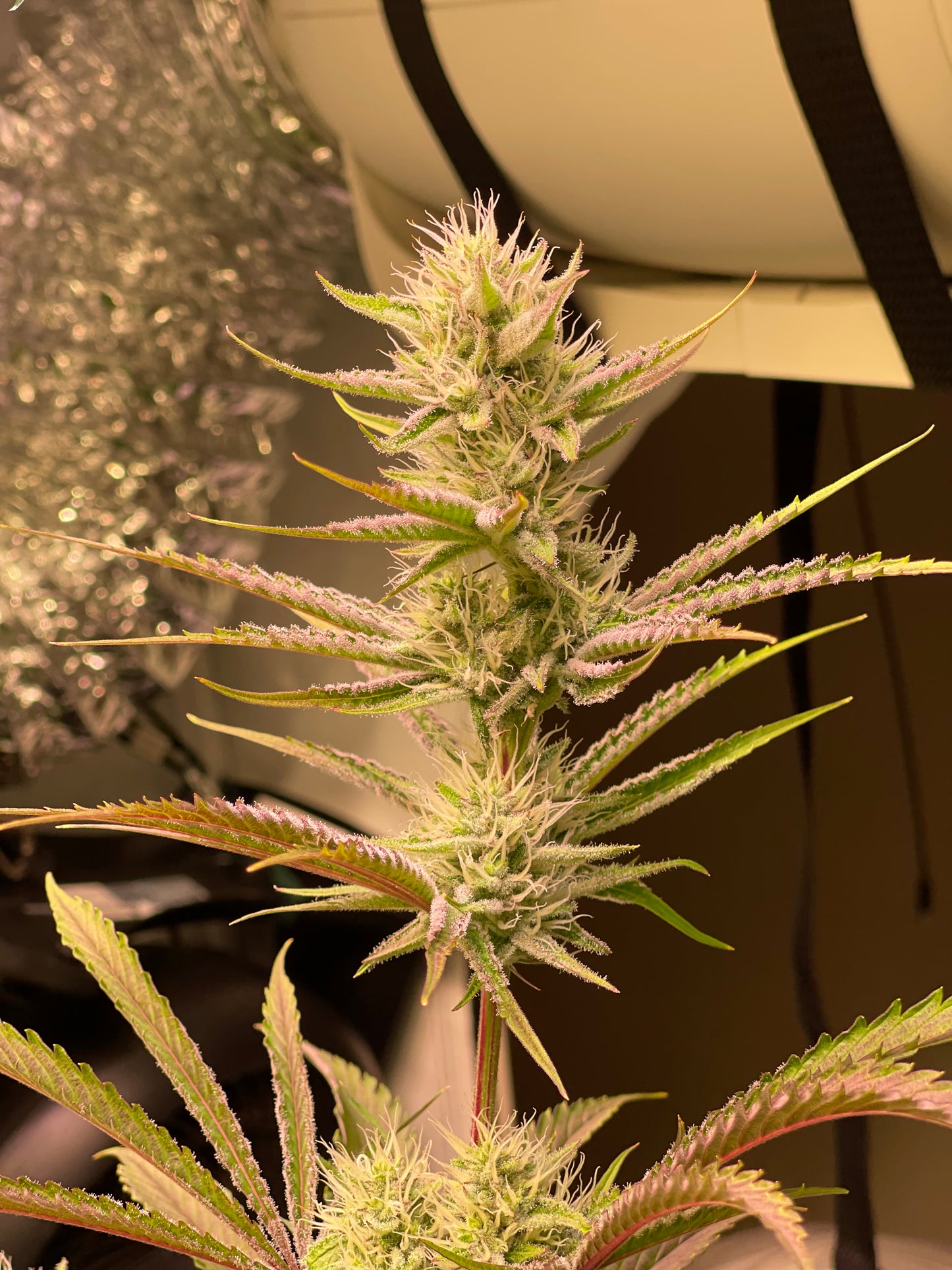 Zkittlez Apricot Auto