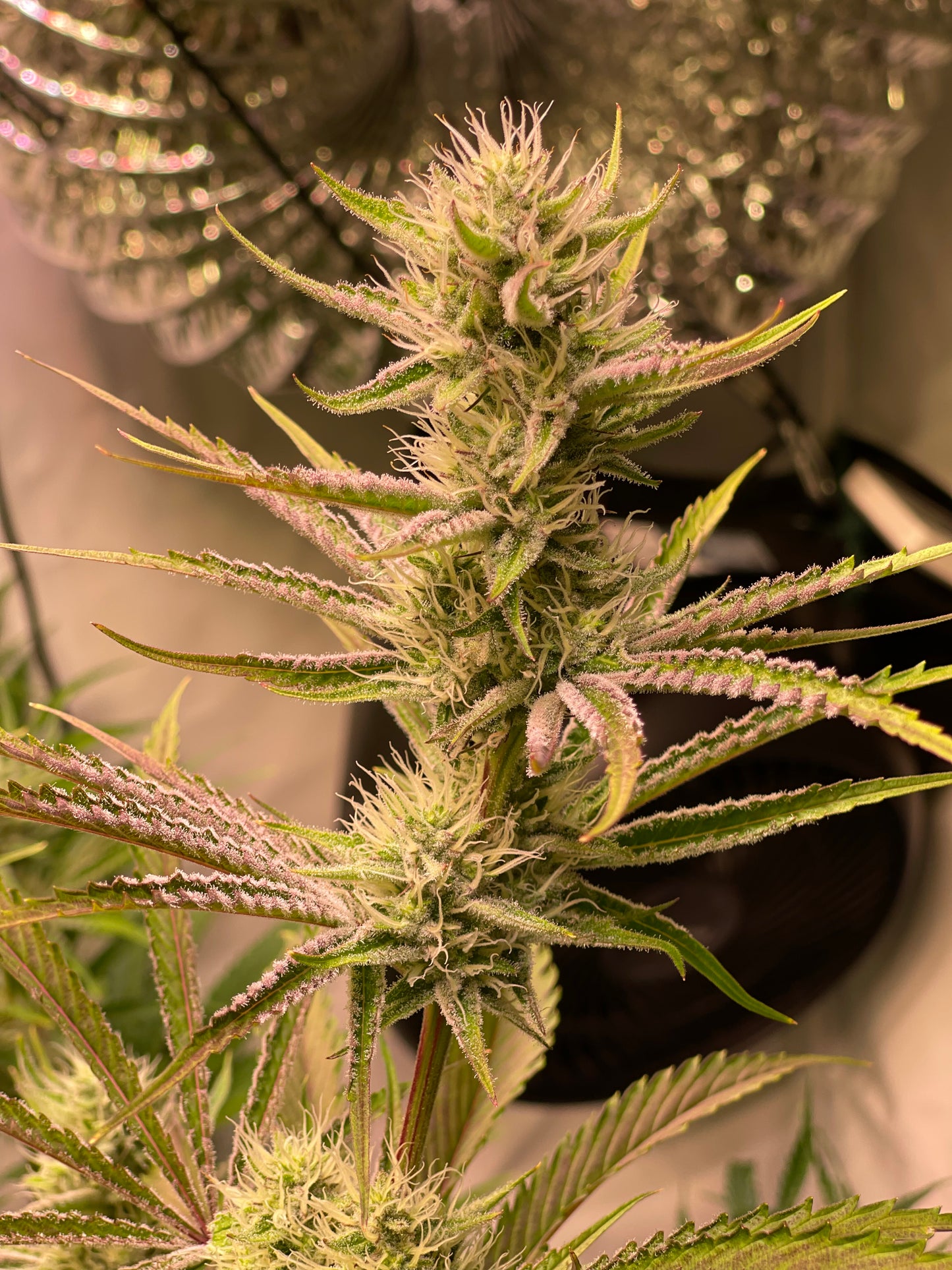 Cherry Cake Auto