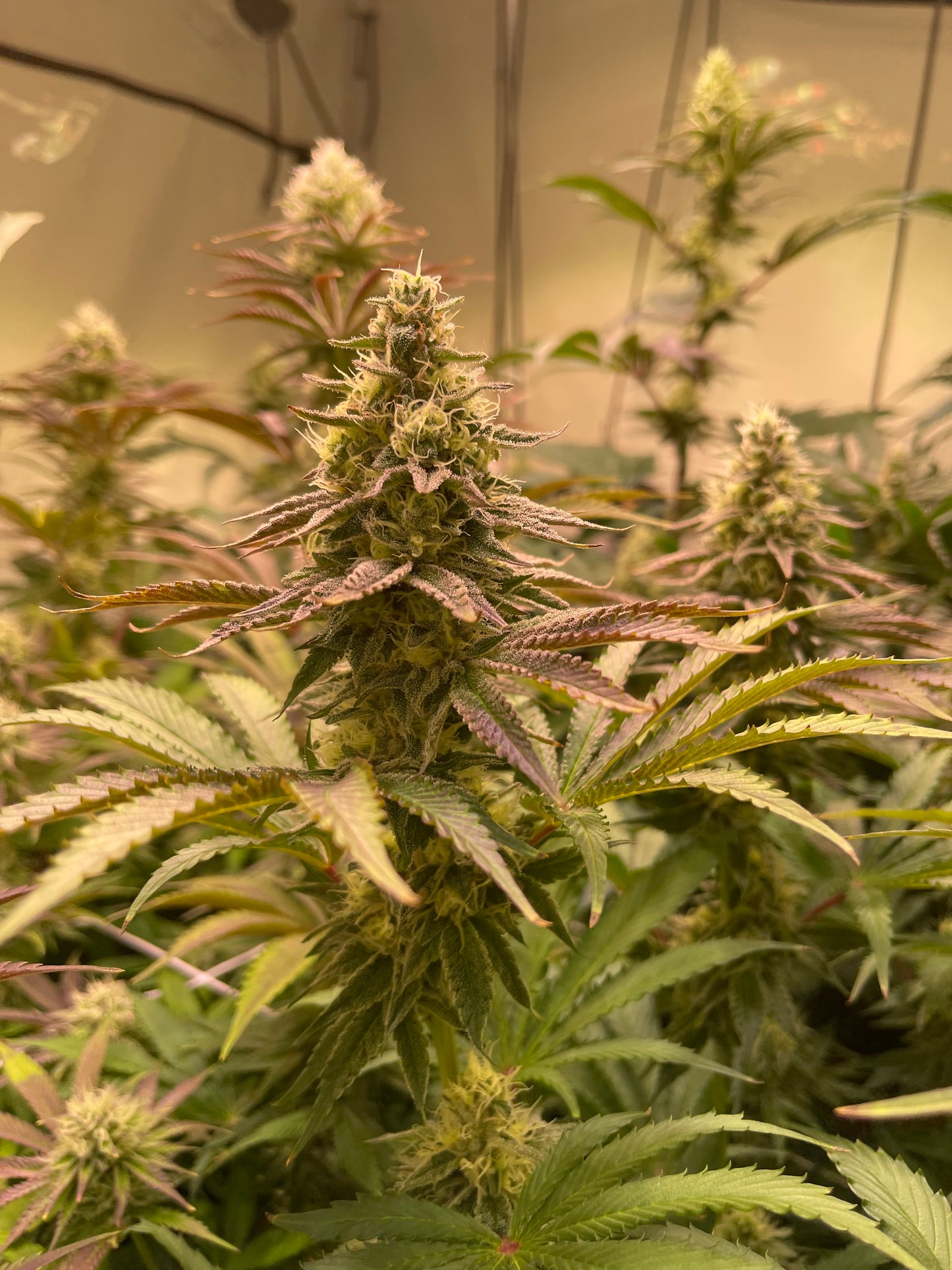 Zkittlez Apricot Auto