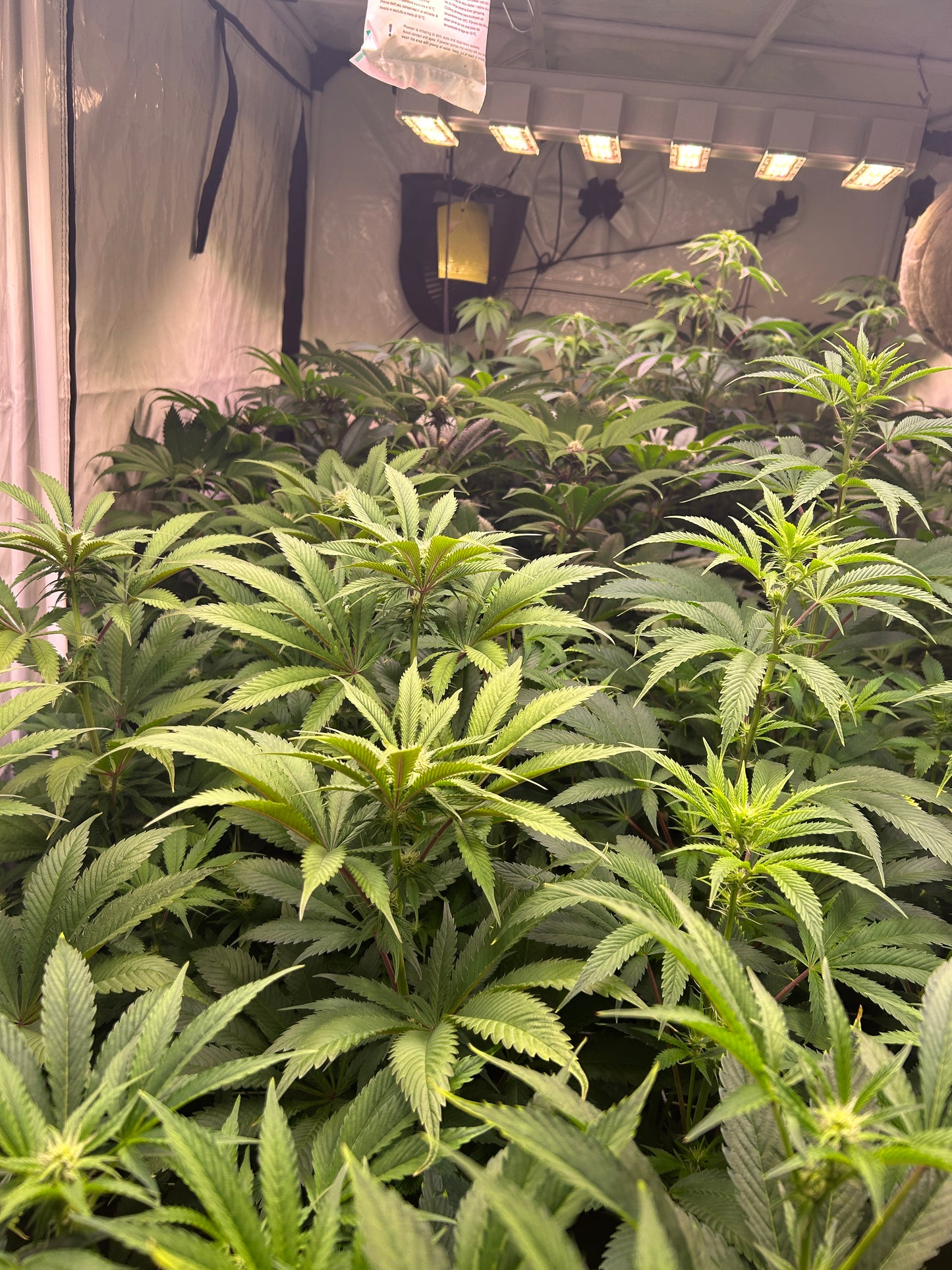 Banana Berry Auto