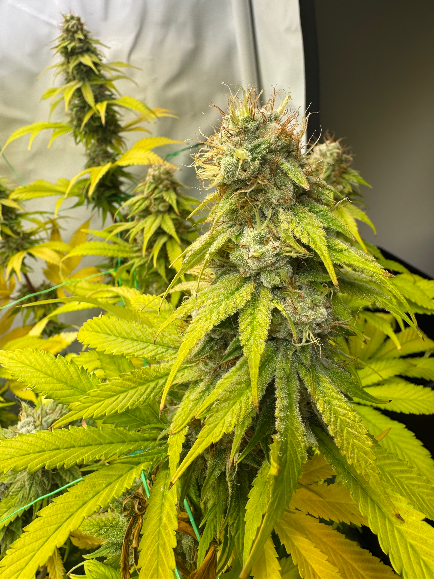 Guava Tangie Blaze