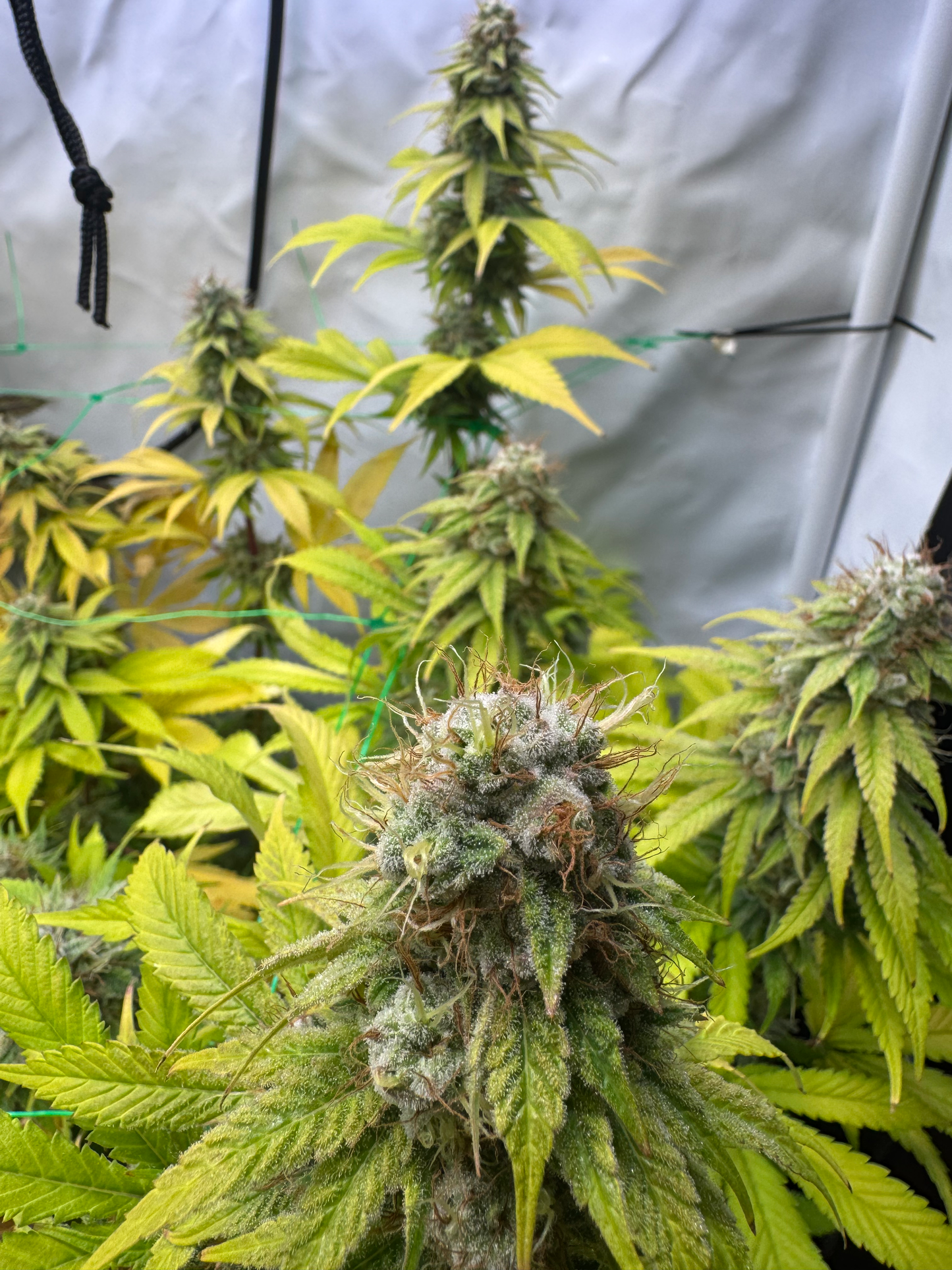 Guava Tangie Blaze
