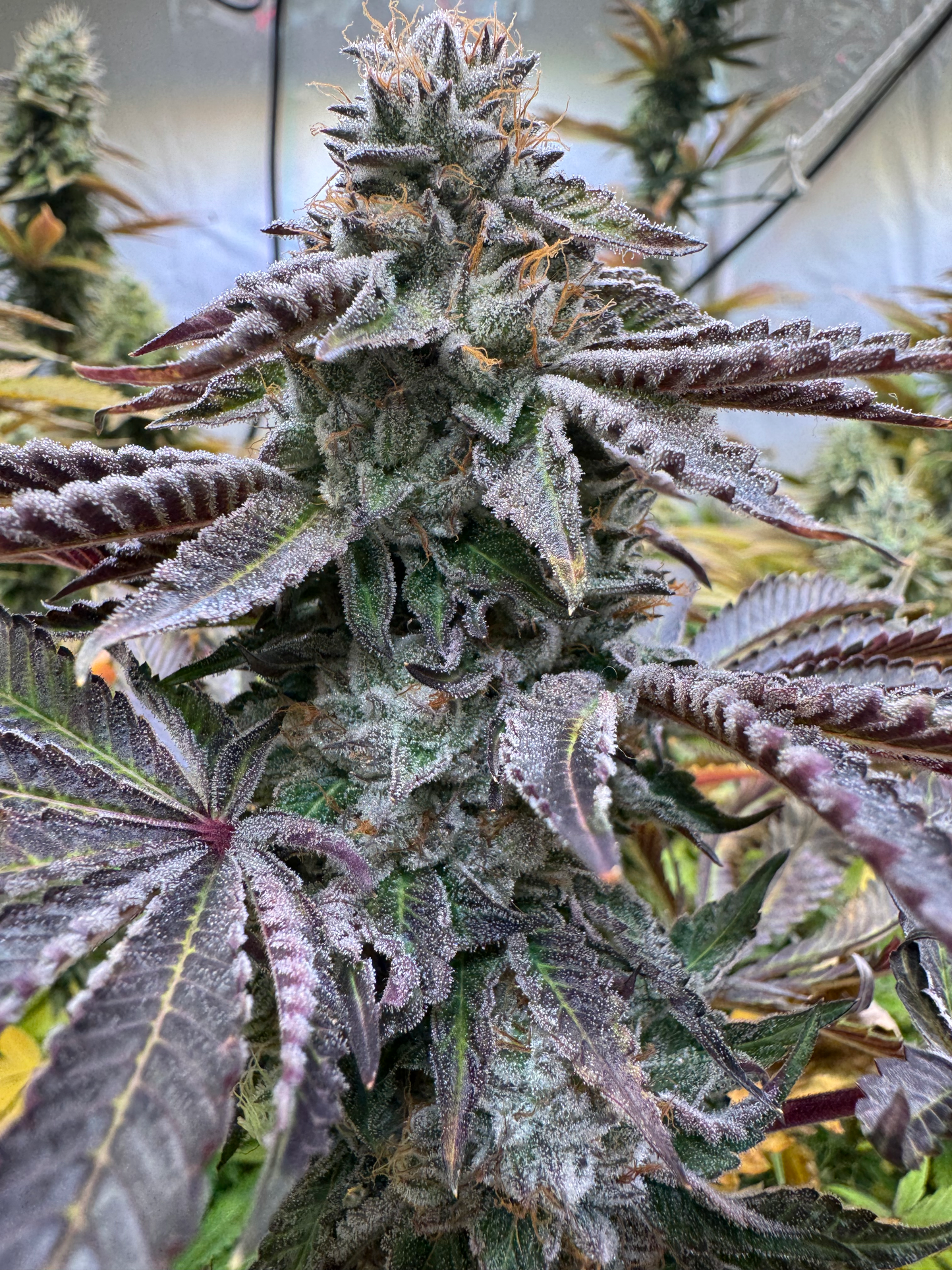 Guava Tangie Delight