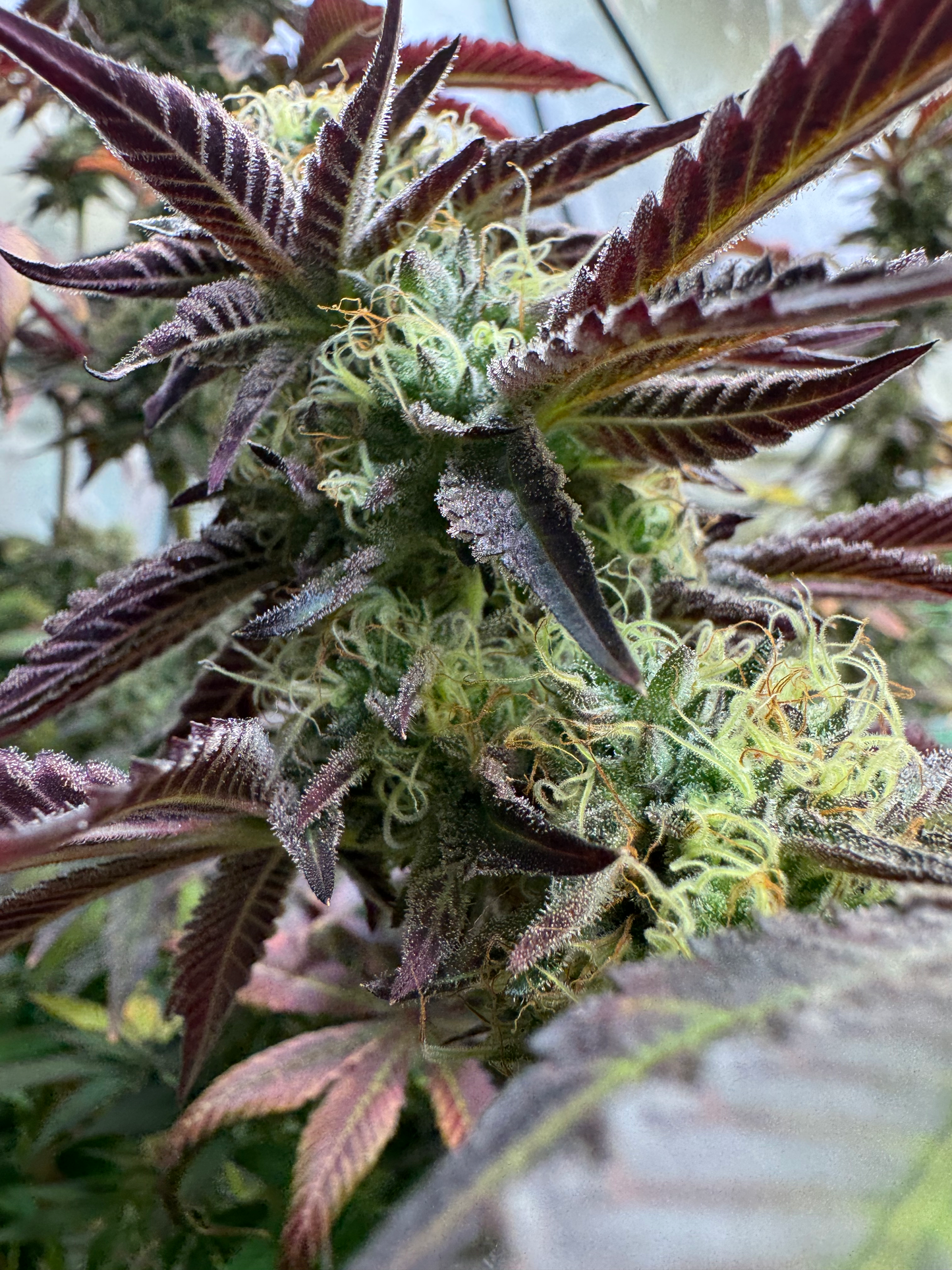 OG Citrus Burst