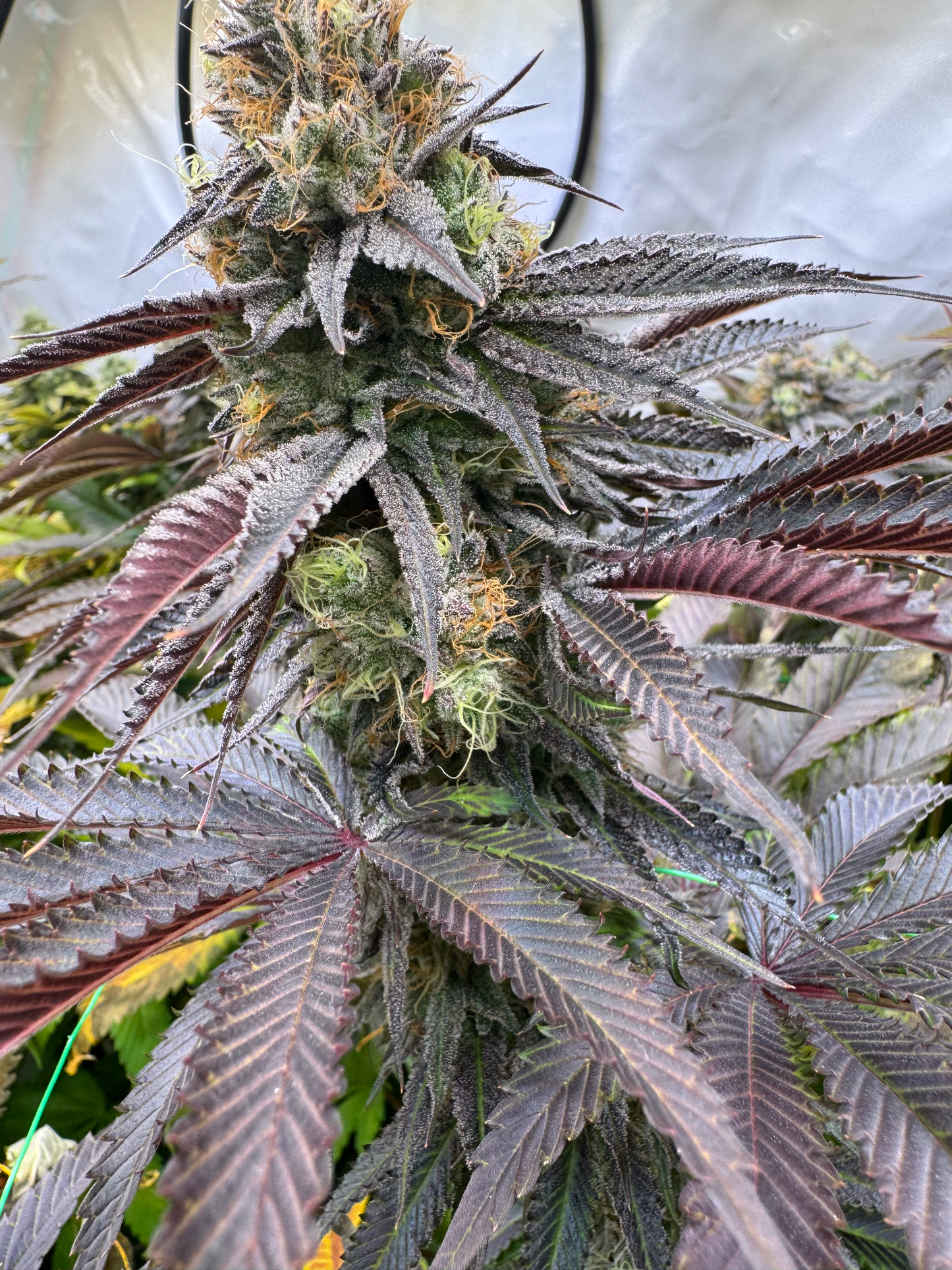 Sunset Guava OG