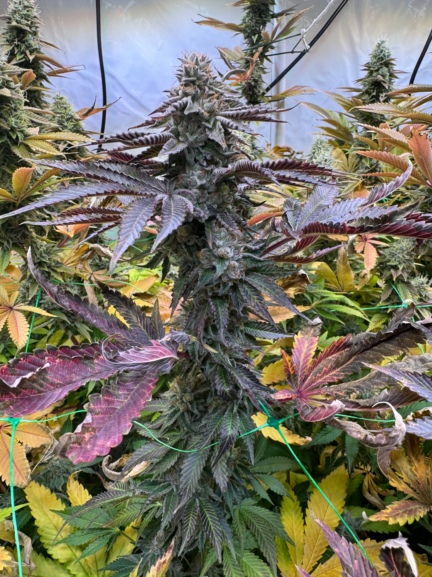 Sunset Guava OG