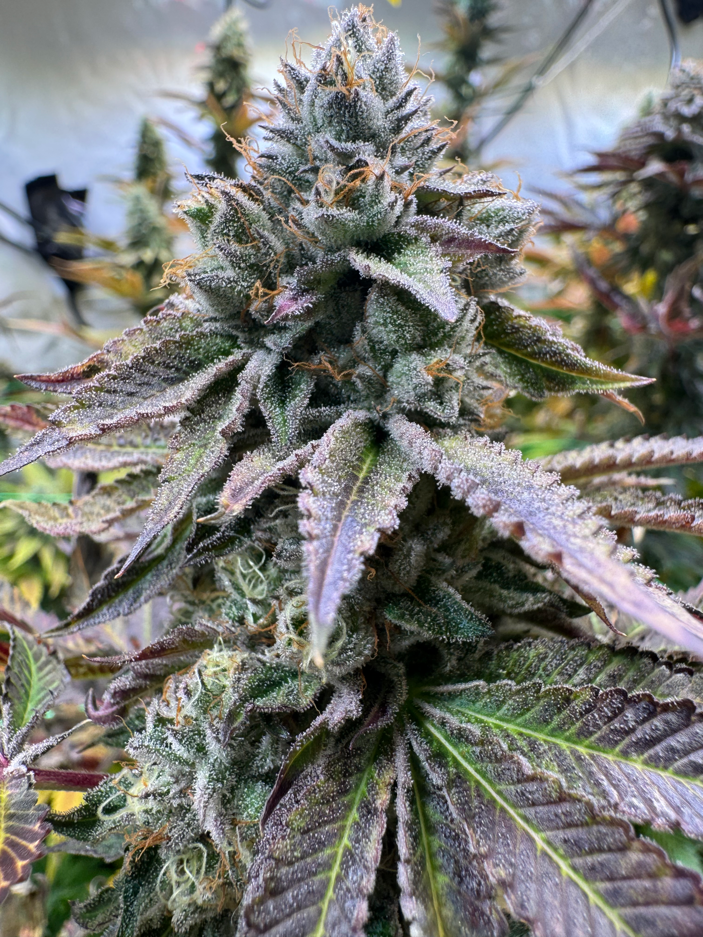OG Citrus Burst