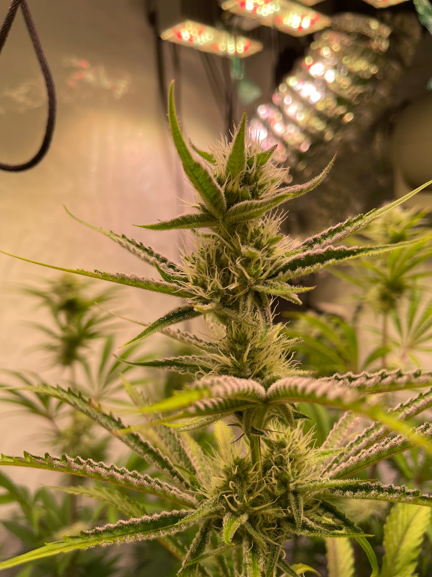Banana Berry Auto