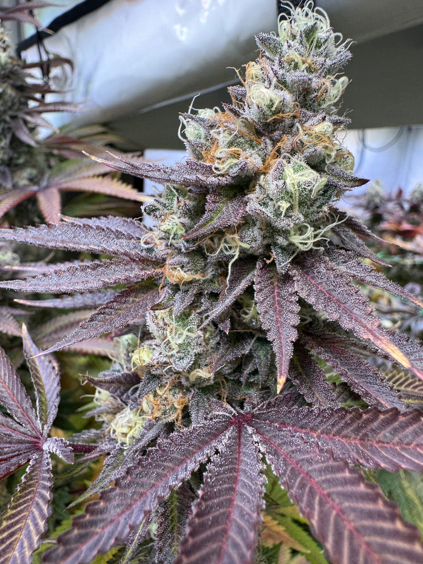 Guava Tangie Delight