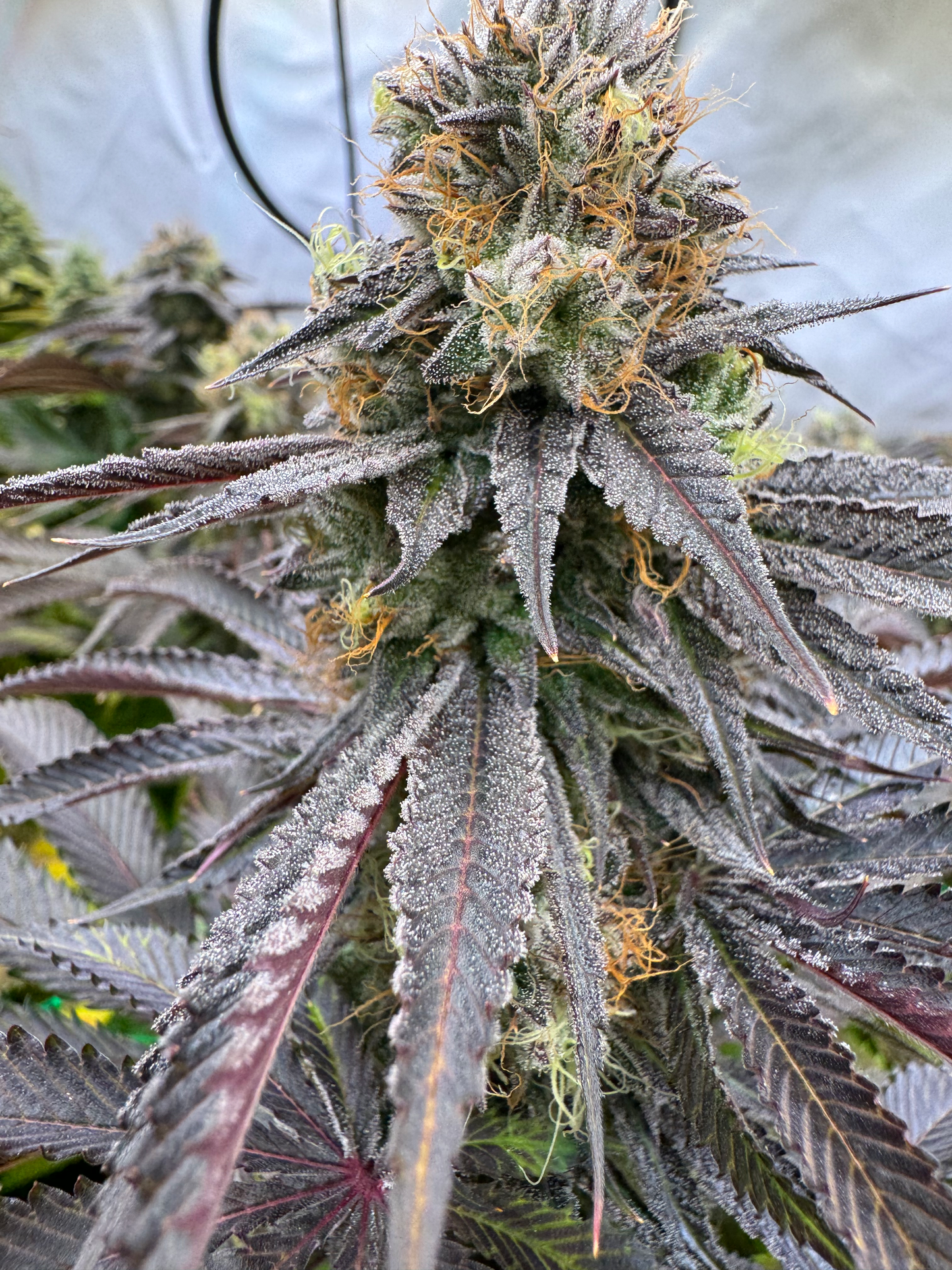 Tangie Dream OG