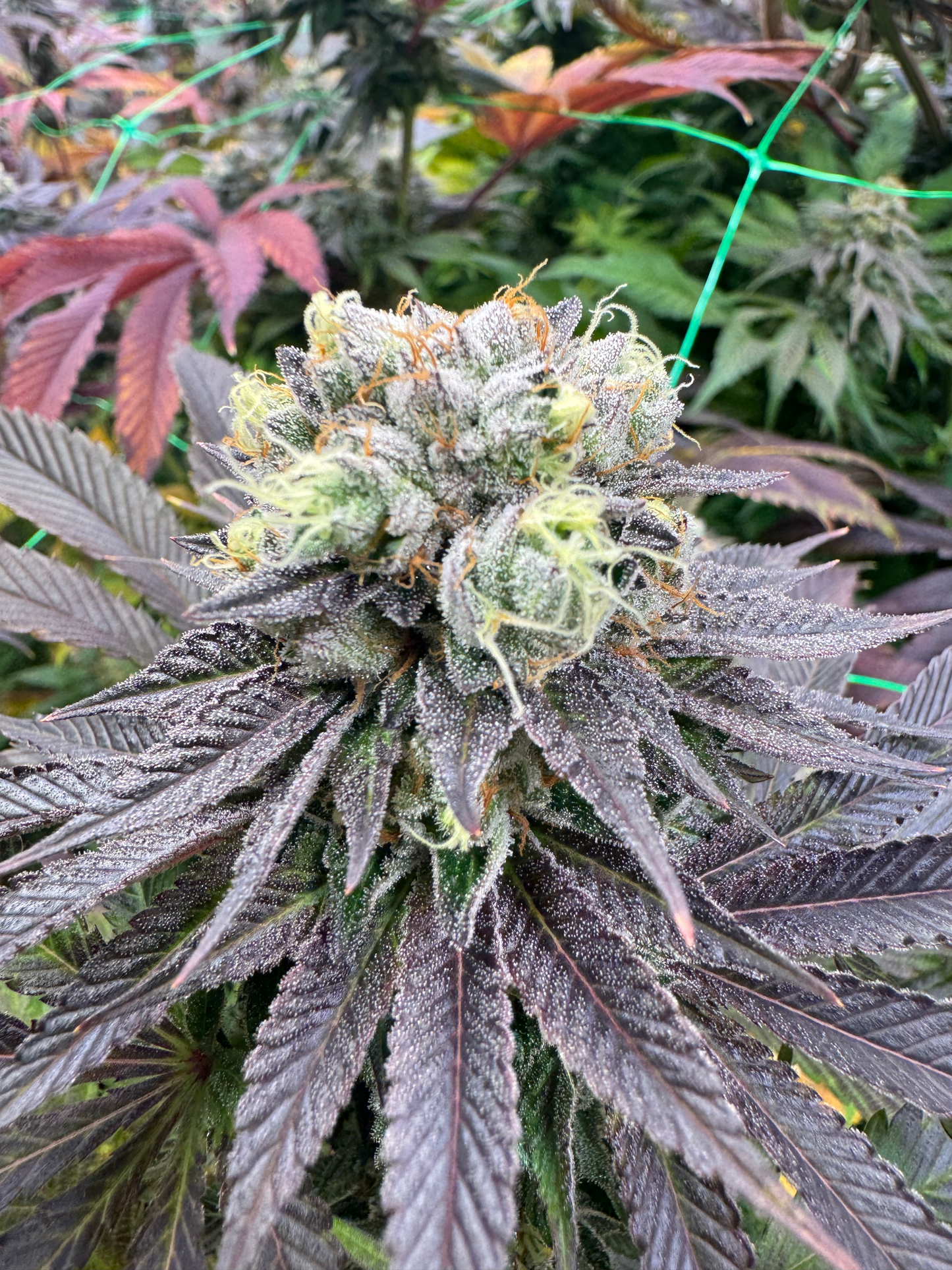 Tangie Dream OG